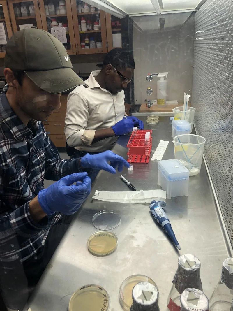 Two gloved researchers work side by side at a laboratory hood with sample tubes, pipettes and Petri dishes.
