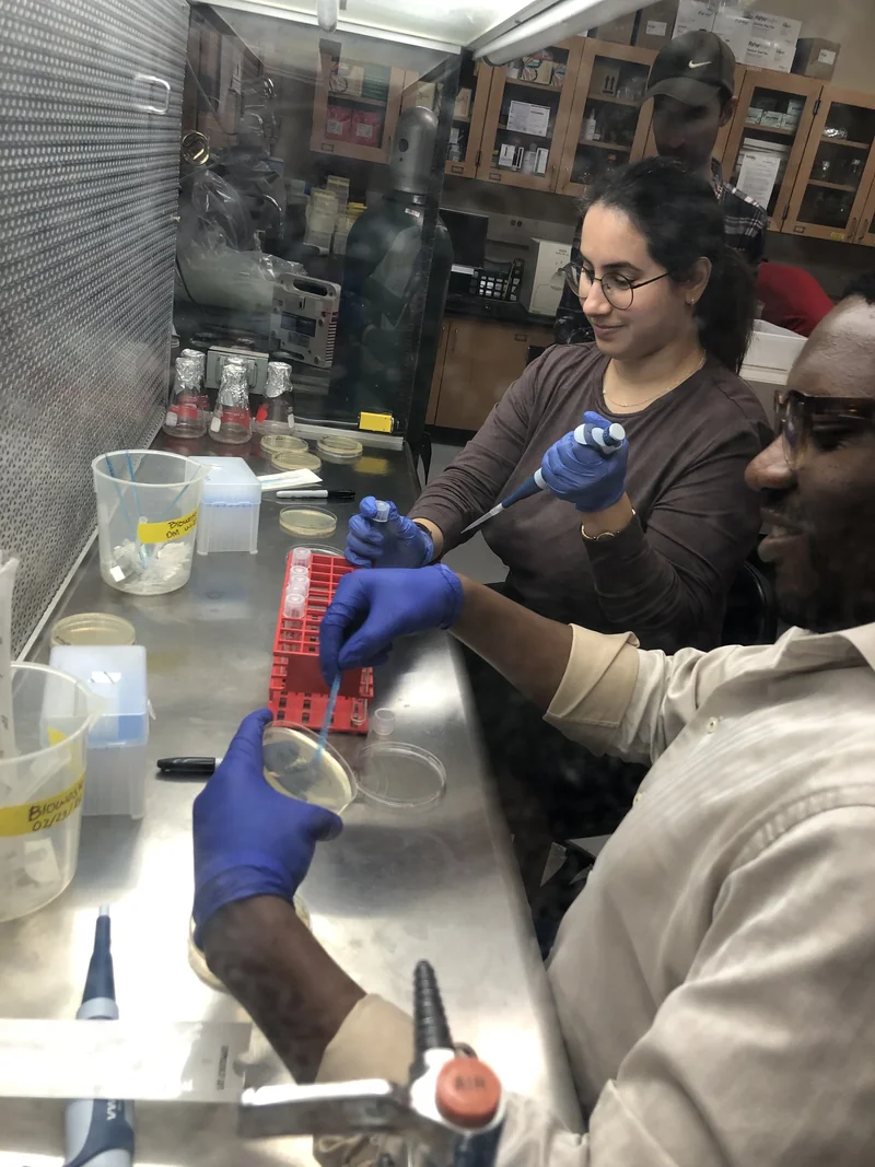 Researchers in blue gloves handle a Petri dish and a micropipette together at a laboratory hood.