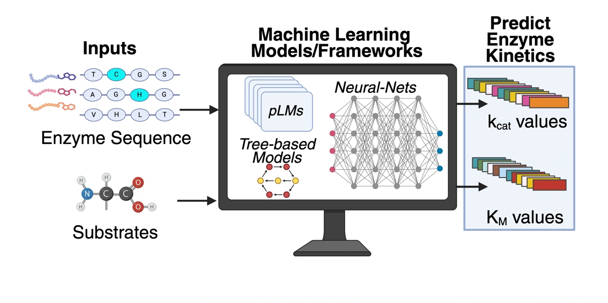 Project schematic showing enzyme sequence and substrate inputs, machine-learning frameworks, and enzyme-kinetics outputs.