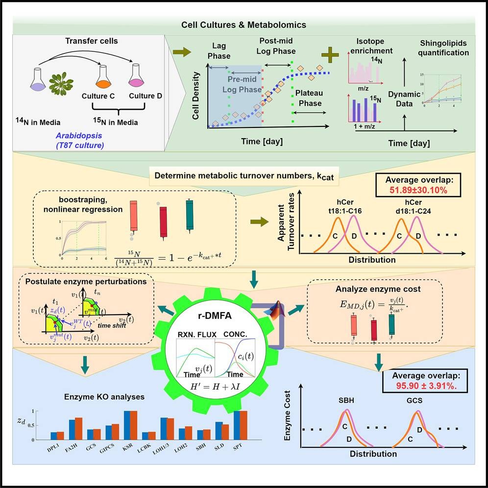 Published graphical abstract tracing Arabidopsis cell cultures and isotope-labeled metabolomics through turnover estimation, dynamic metabolic flux analysis, enzyme perturbations and enzyme-cost analysis.